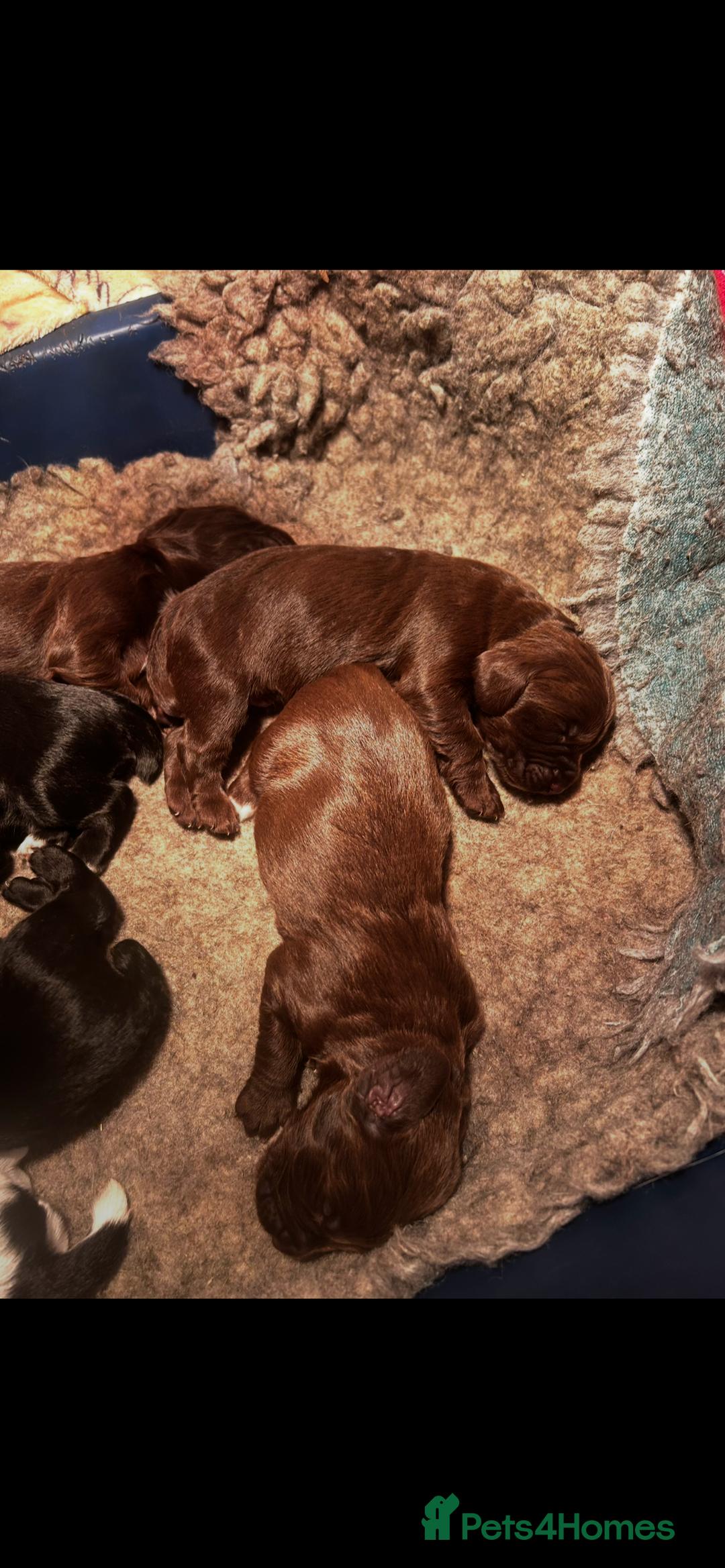 Sprocker dogs for sale: Beautiful litter of sprocker pups - Advert 6