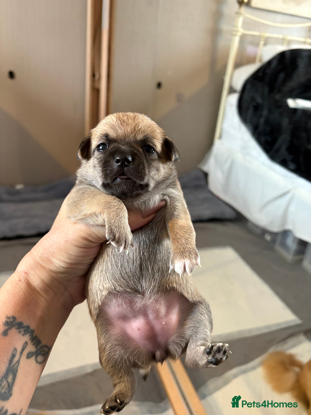 Chihuahua dogs for sale: Puppy’s  - Advert 22