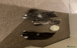 Persian cats for sale: 3 beautiful Persians for sale in Cheltenham - Image 2
