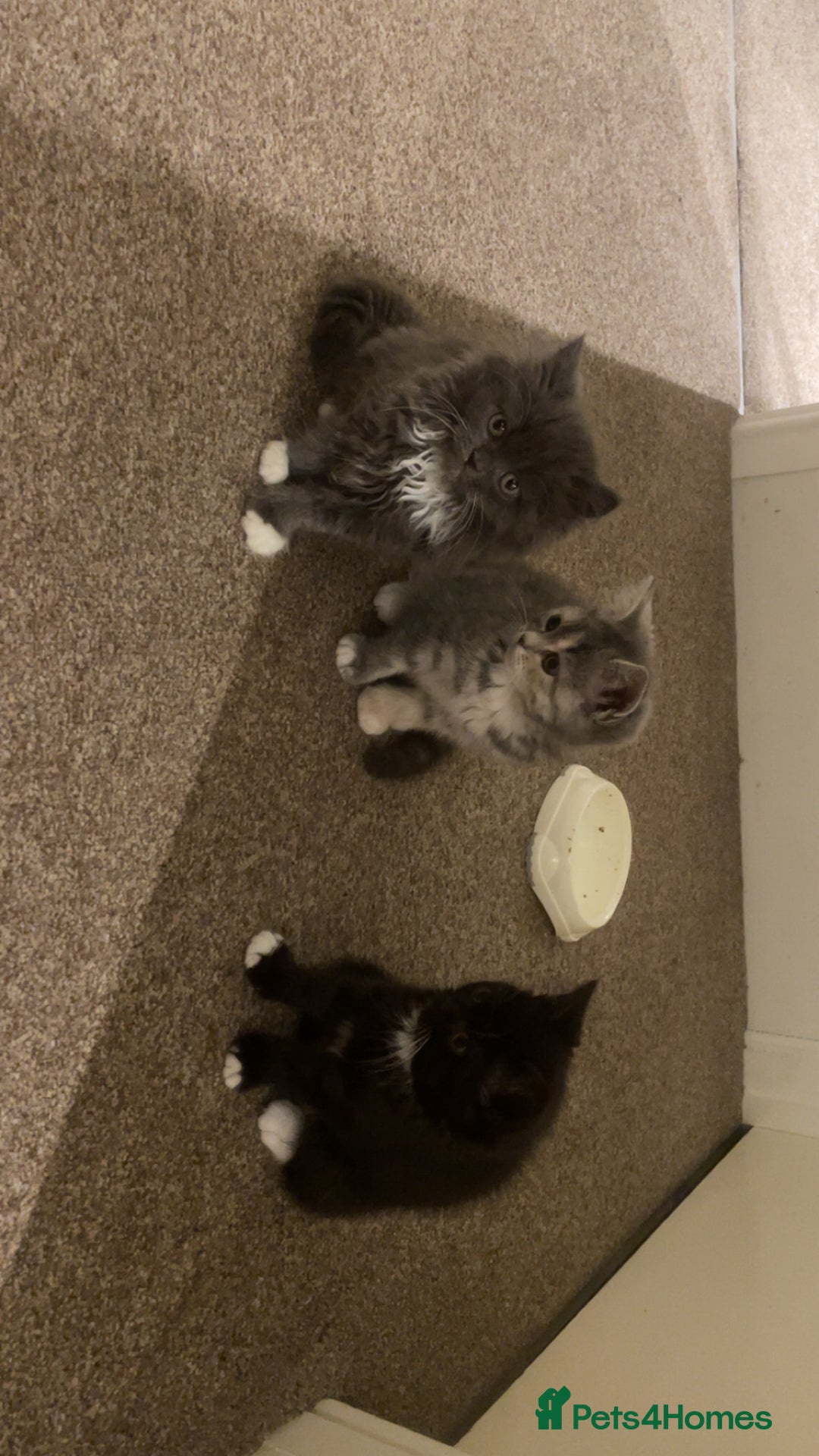 Persian cats for sale: 3 beautiful Persians for sale in Cheltenham - Image 2