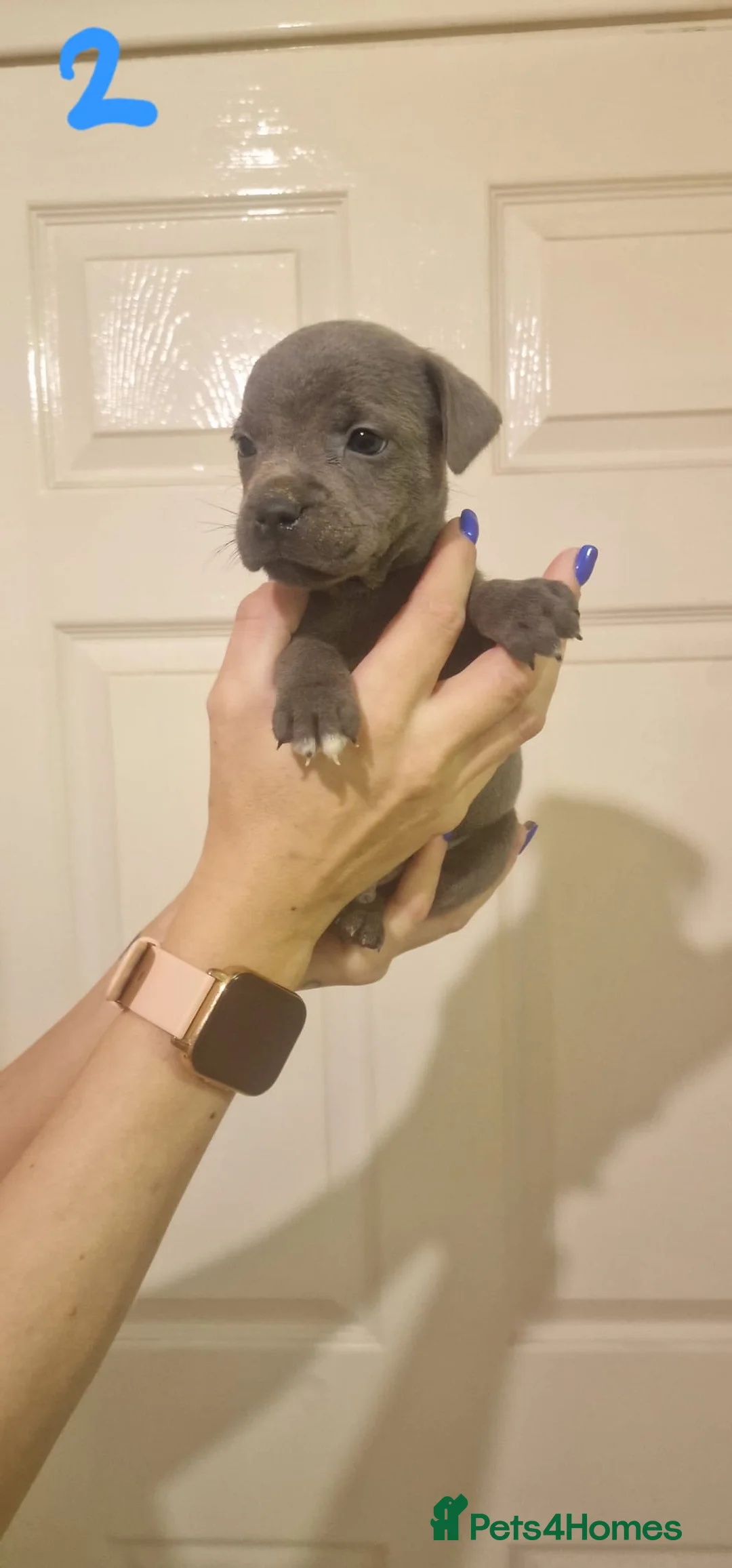 Staffordshire Bull Terrier dogs for sale: 6 beautiful blue staffs - Advert 6