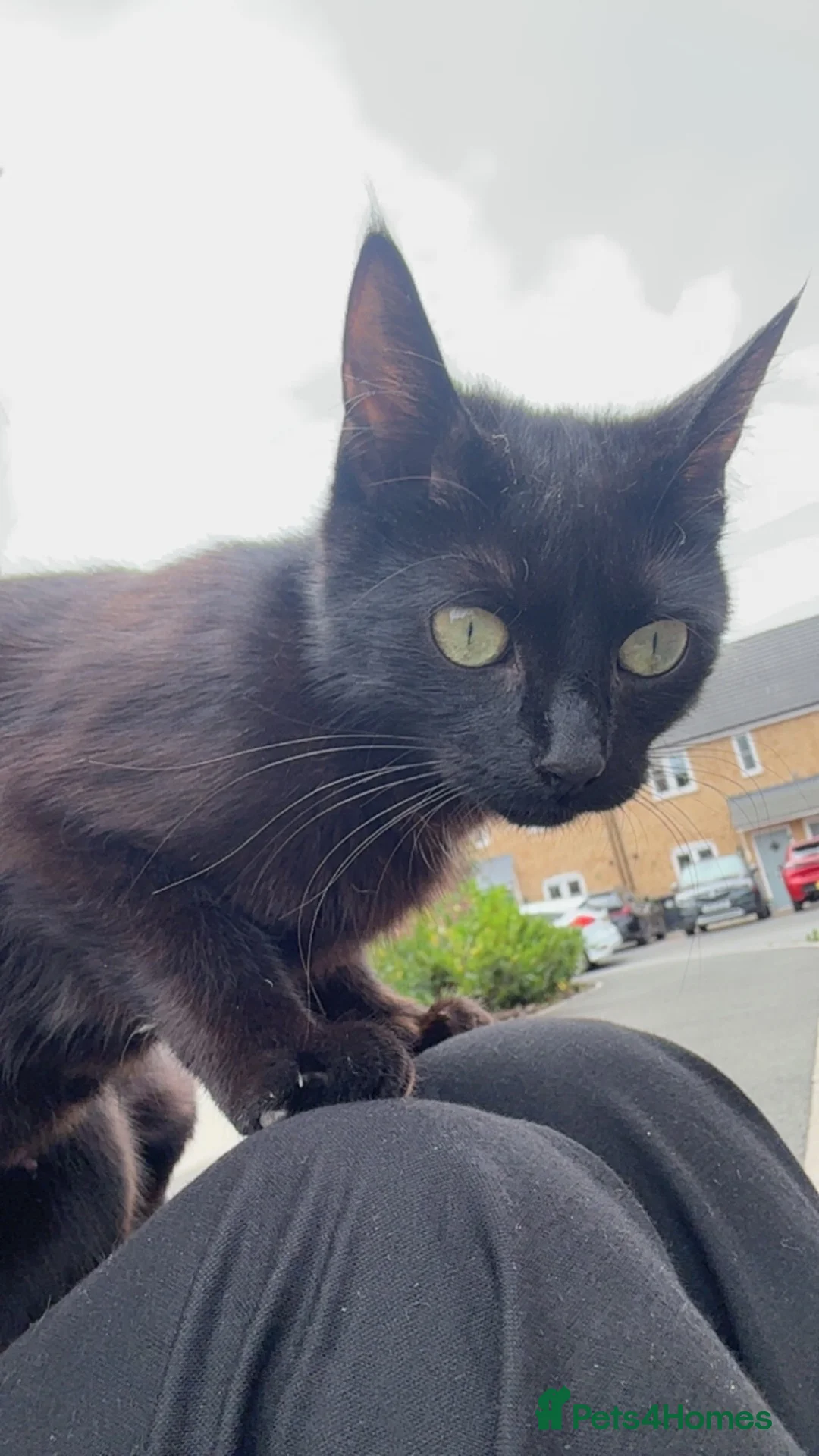 Mixed Breed cats for sale: 2 beautiful cats  - Advert 5
