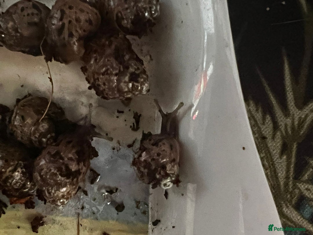 Snails invertebrates for sale: Giant African Land Snails - Image 4
