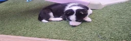 Mixed Breed dogs for sale: Dolly in Thetford - Advert 3