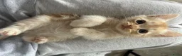 Mixed Breed cats for sale: British shorthair mix persian kittens  - Advert 12