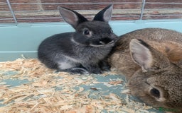 Netherland Dwarf rabbits for sale: Bunnies Netherland Dwarf Rabbits - Image 21