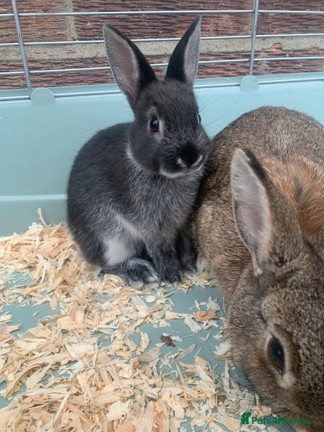 Netherland Dwarf rabbits for sale: Bunnies Netherland Dwarf Rabbits - Image 21