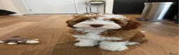 Cockapoo dogs for sale: Cockapoo in Newcastle upon Tyne - Advert 1