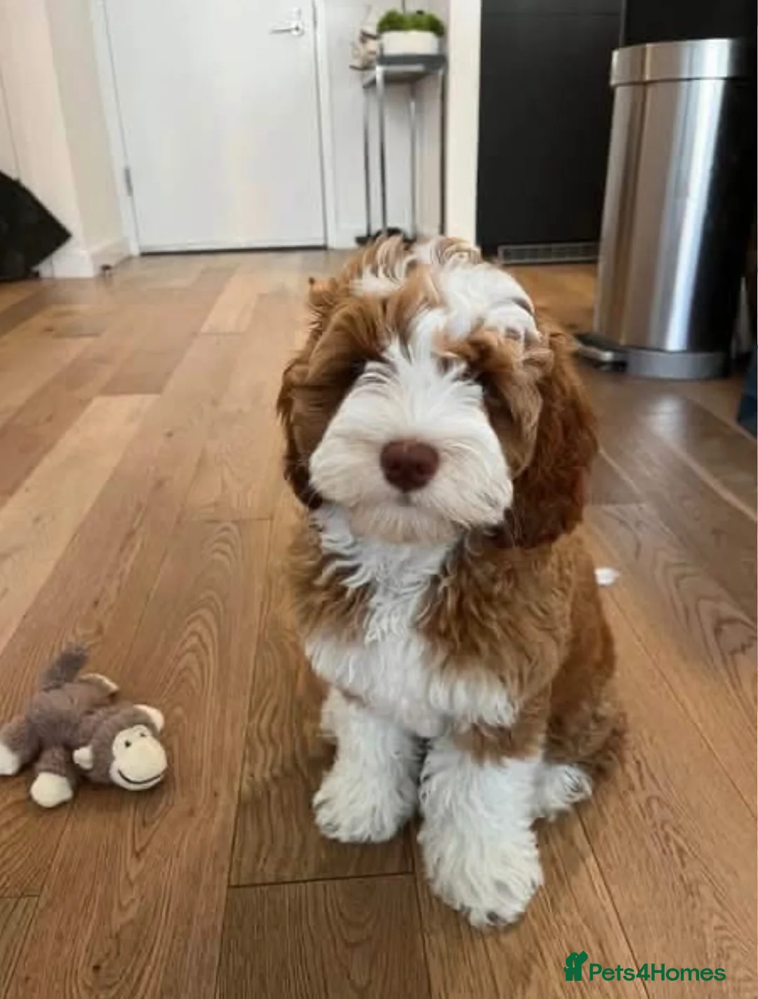 Cockapoo dogs for sale: Cockapoo in Newcastle upon Tyne - Advert 1