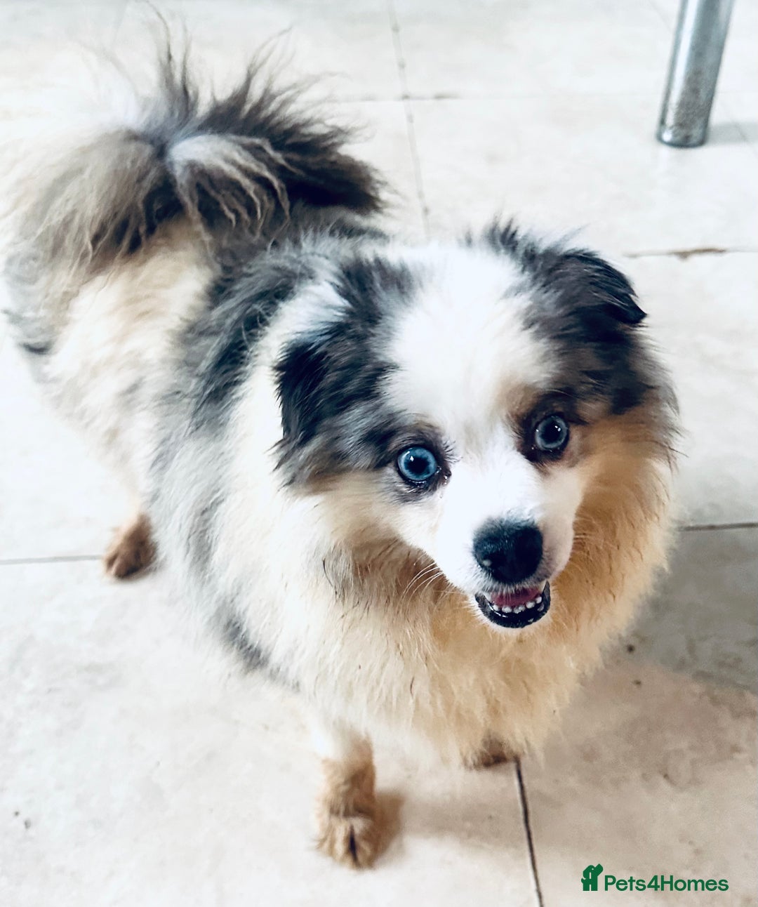 Pomeranian dogs for sale: Female - Image 5