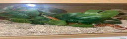 Corn Snake reptiles for sale: Friendly little corn in Glasgow - Advert 3