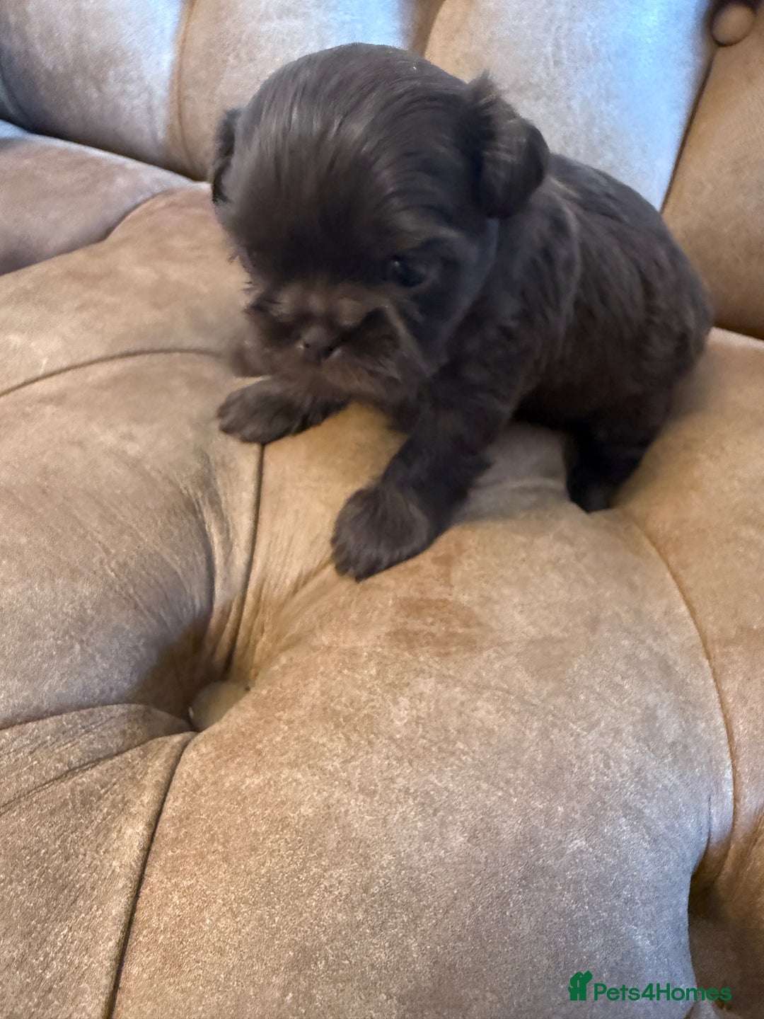 Shih Tzu dogs for sale: IMPERIAL CHOCOLATE SHIHTZU. - Advert 3