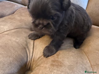 Shih Tzu dogs IMPERIAL CHOCOLATE SHIHTZU. - Advert 4