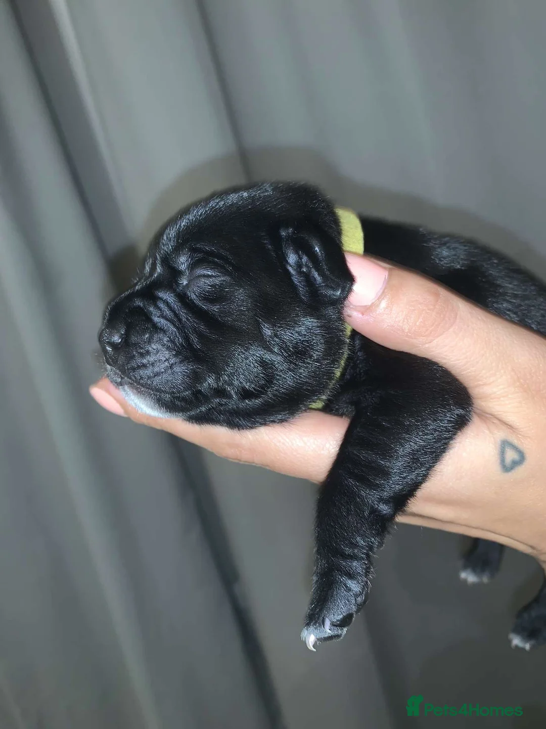 Gallery Image {{count}}