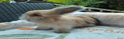 Angora rabbits for sale: English Full Face Angora Bunnies ***Boy in Stoke-on-Trent - Advert 6