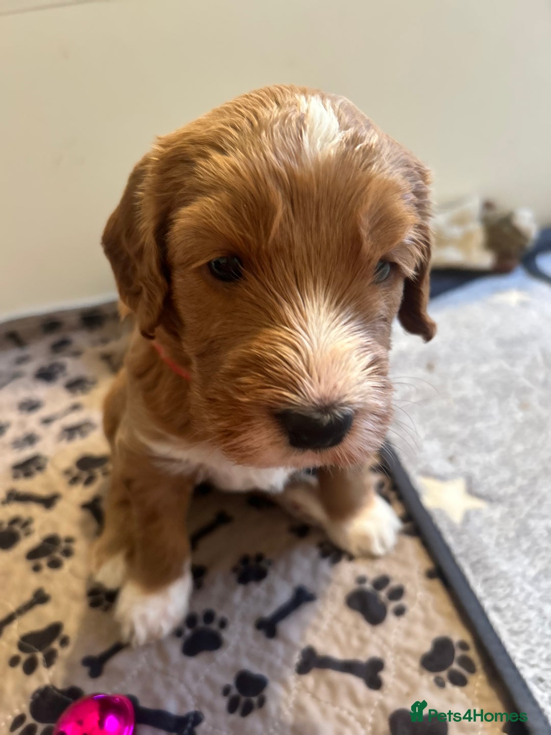 Mixed Breed dogs for sale: Labradoodle Puppies – Fox Red Parti & Black Tuxedo - Advert 9