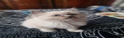 Ragdoll cats for sale: Ragdoll - Advert 13