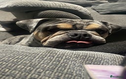 English Bulldog dogs for sale: Merle Bulldog - Image 6