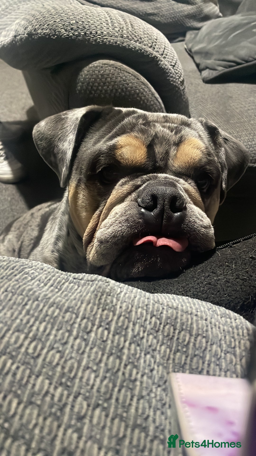 English Bulldog dogs for sale: Merle Bulldog - Image 6