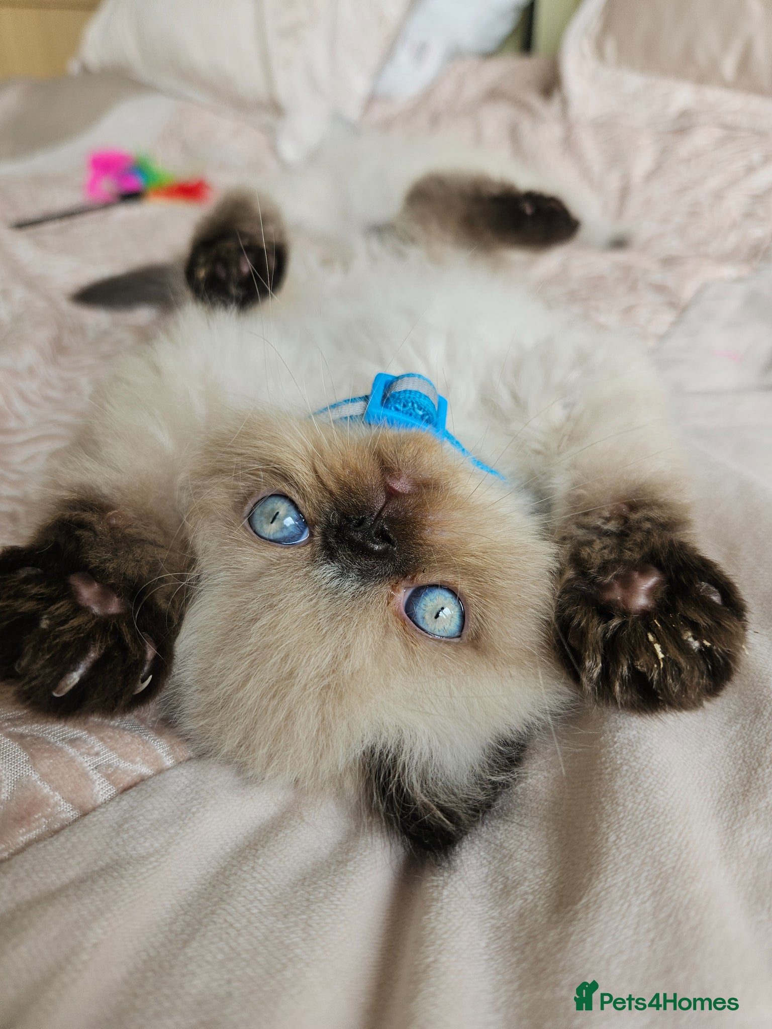 Persian cats for sale:  😻 Stunning Pedigree Persian Kittens😻 - Advert 3