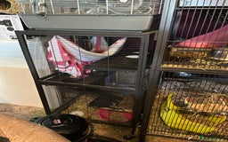 Chinchilla rodents for sale: Chinchillas  - Image 2