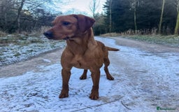 Labrador Retriever dogs for sale: Beautiful kc working Labradors - Image 11
