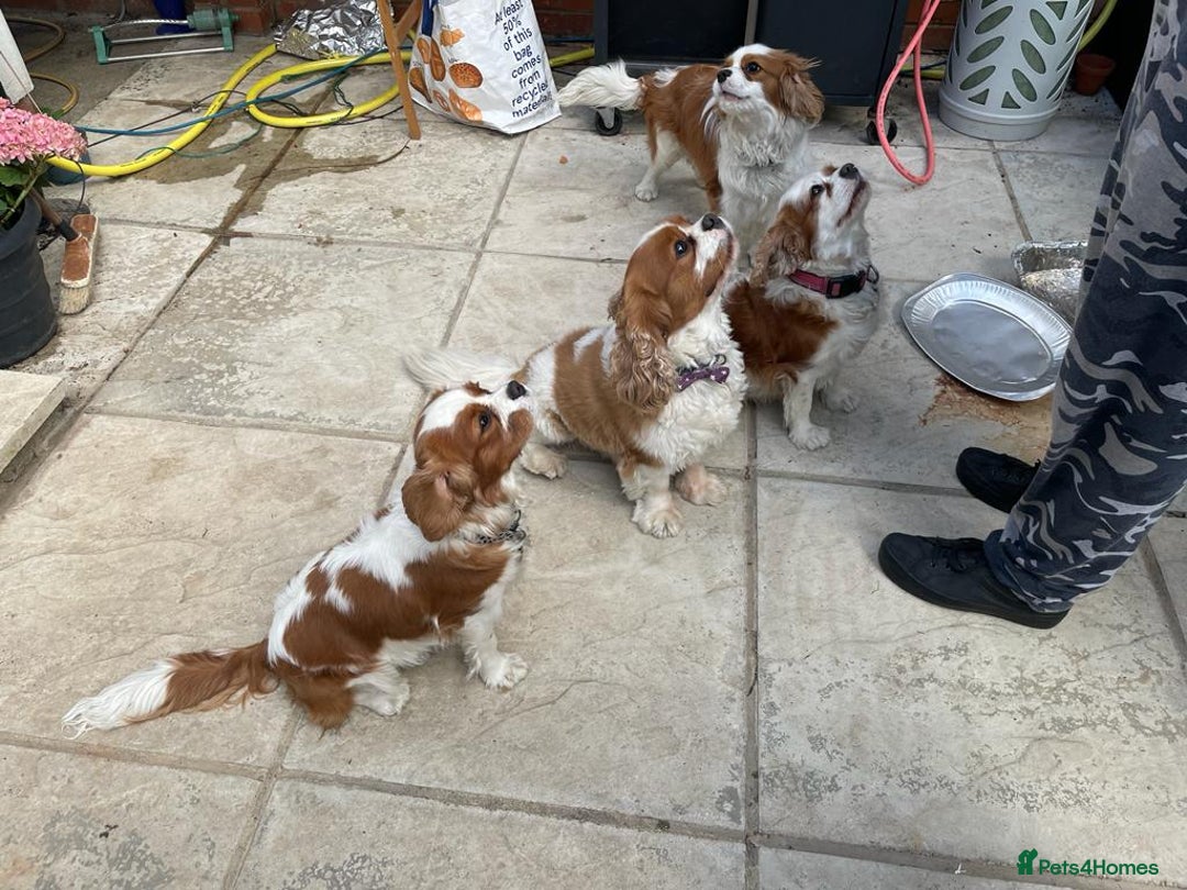 Cavalier King Charles Spaniel dogs for sale: Pure breed cavalier King Charles puppies - Advert 21
