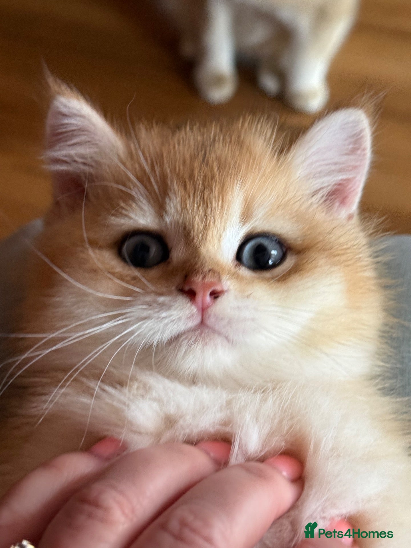 British Shorthair cats Champion lines golden BSH & BLH kittens - Advert 1
