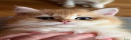 British Shorthair cats for sale: Ready Show quality golden chinchillas - Advert 10