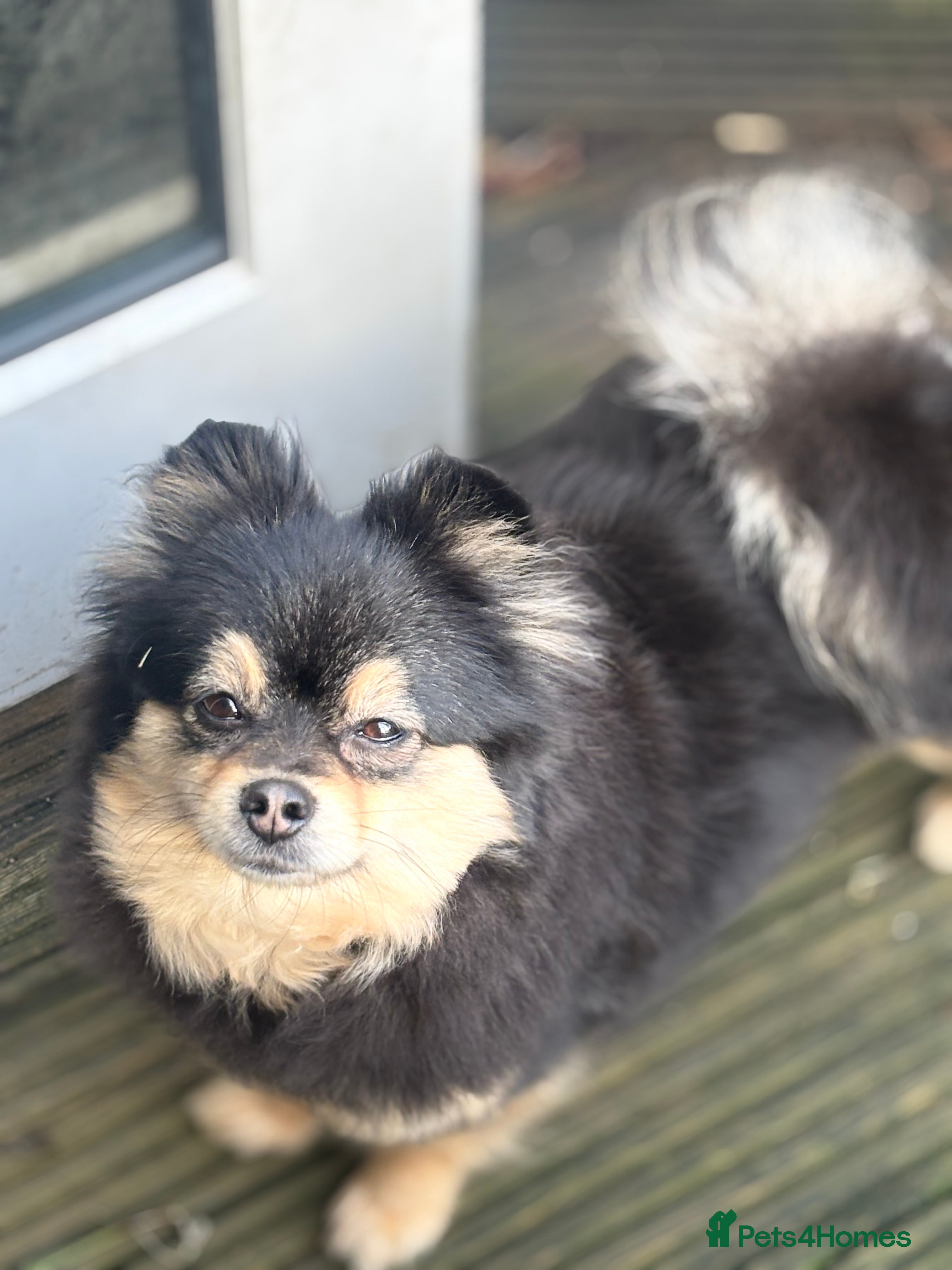 Pomeranian dogs 2 handsome boys looking for a loving home  - Advert 6