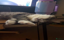 Mixed Breed cats for sale: Loving Home Needed for a Sweet 6-Month-Old Kitten  - Image 7