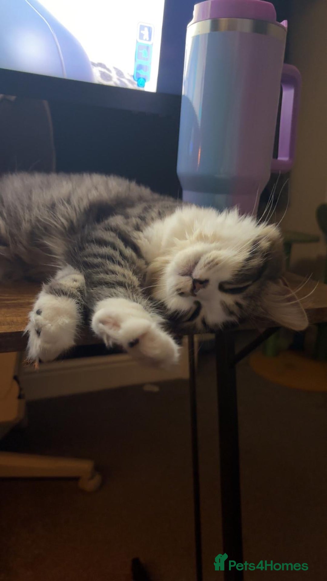 Mixed Breed cats for sale: Loving Home Needed for a Sweet 6-Month-Old Kitten  - Image 7