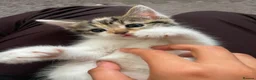 Mixed Breed cats for sale: MIXED BREEDS CATS NEED GONE ASAP in Motherwell - Advert 7