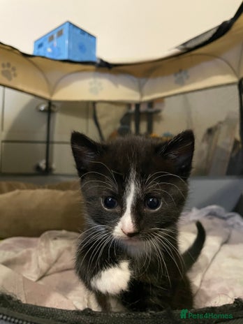 Mixed Breed cats - Advert 15