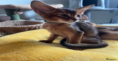 Abyssinian cats - Advert 3