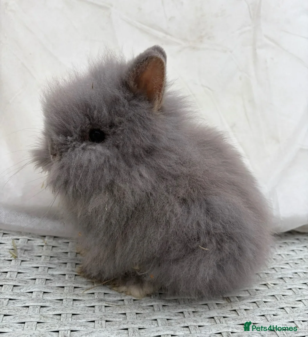 Lionhead rabbits for sale: Fluffy double mane lion head rabbits for sale  - Advert 31