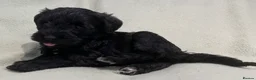 Schnoodle dogs for sale: Schnoodle pups for sale. Ready 11th October.  - Advert 16