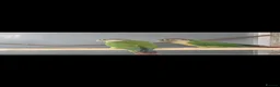 Conures birds for sale: Pineapple and green cheeked conures for Sale  in Coventry - Advert 3
