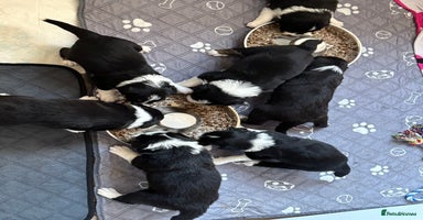 Border Collie dogs - Advert 9