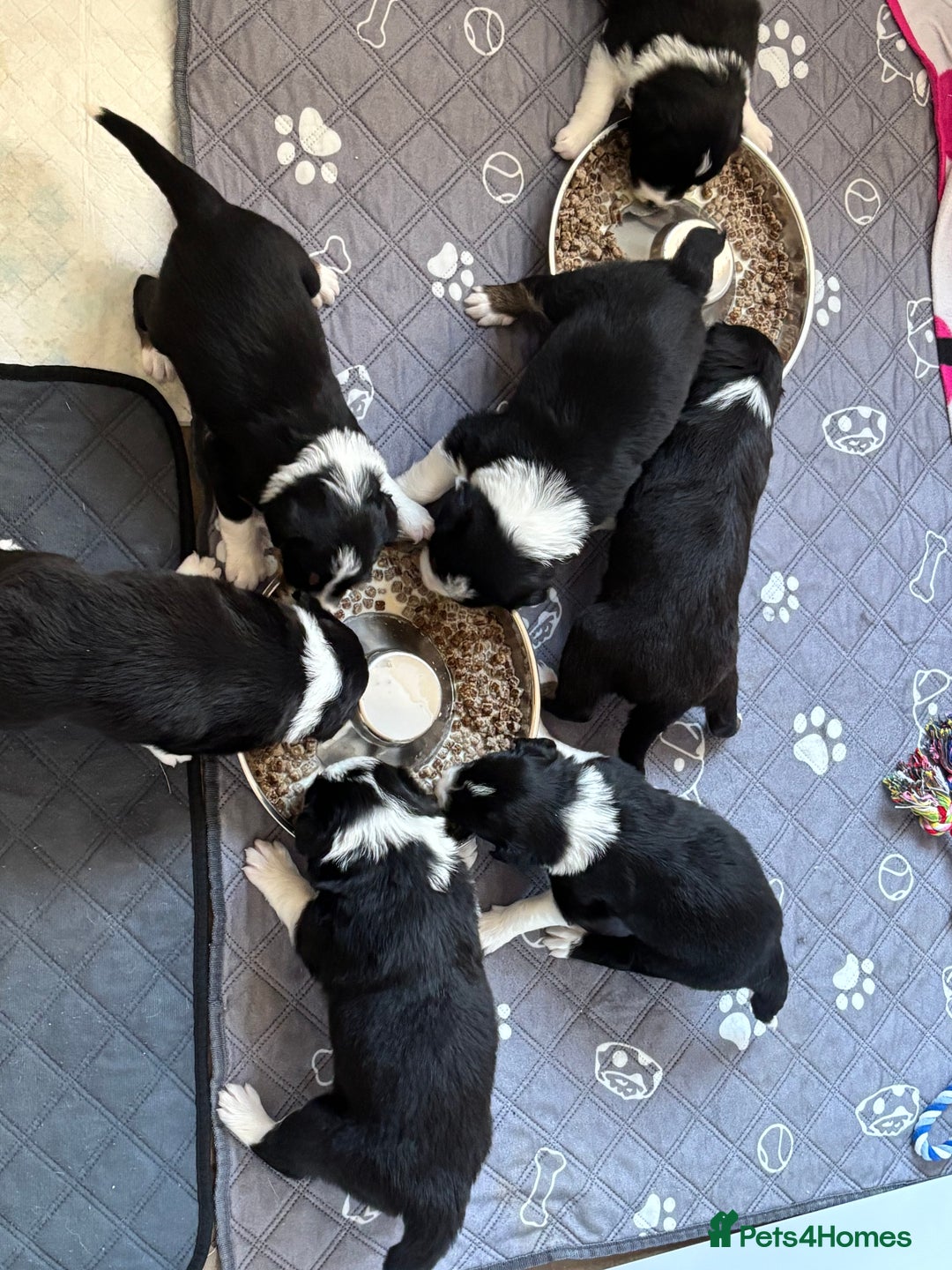 Border Collie dogs for sale: Border collie puppies  - Image 3