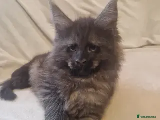 Maine Coon cats GCCF & TICA Maine Coon kittens - Advert 9