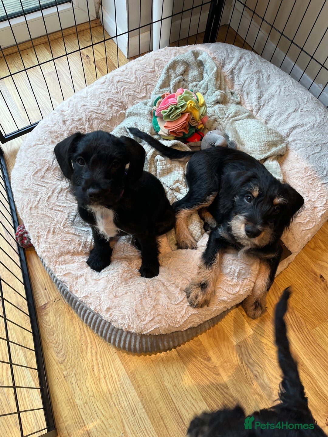 Mixed Breed dogs for sale: Sprocker puppy’s  - Image 9