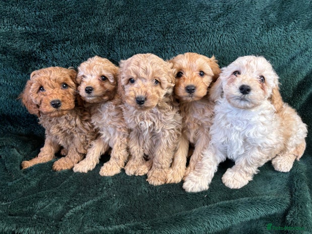 Cavapoochon Dogs Breed - Information, Temperament, Size & Price ...
