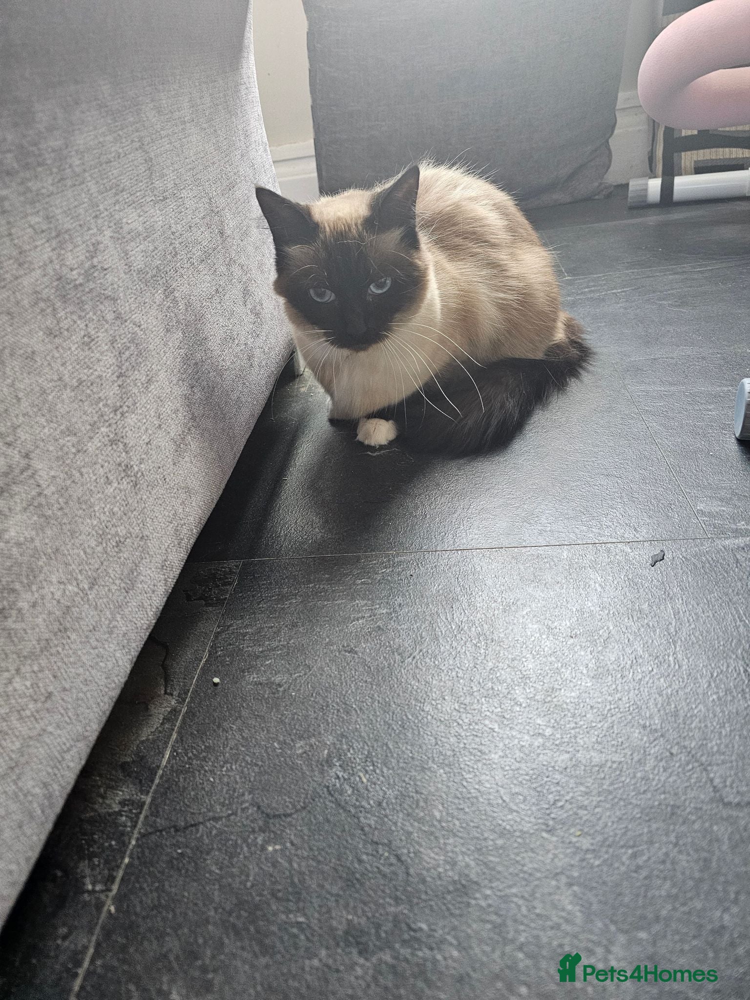 Ragdoll cats Seal point mitted ragdoll - Advert 1