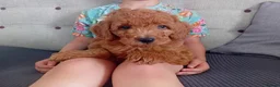 Goldendoodle dogs for sale: Gorgeous F1b Goldendoodle Puppy - Advert 1