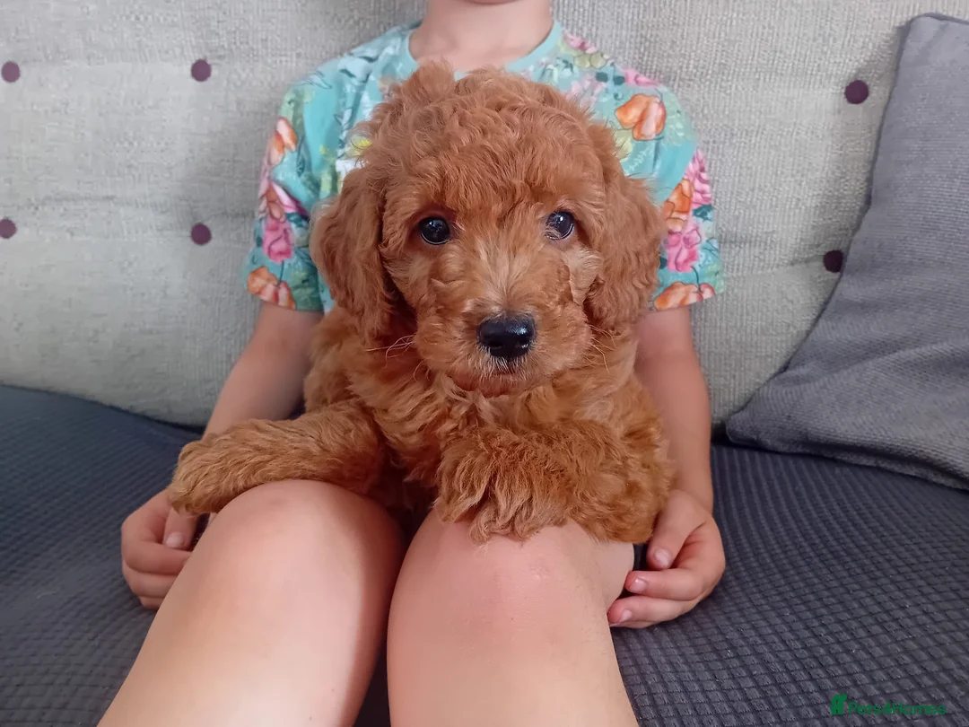 Goldendoodle dogs for sale: Gorgeous F1b Goldendoodle Puppy - Advert 1