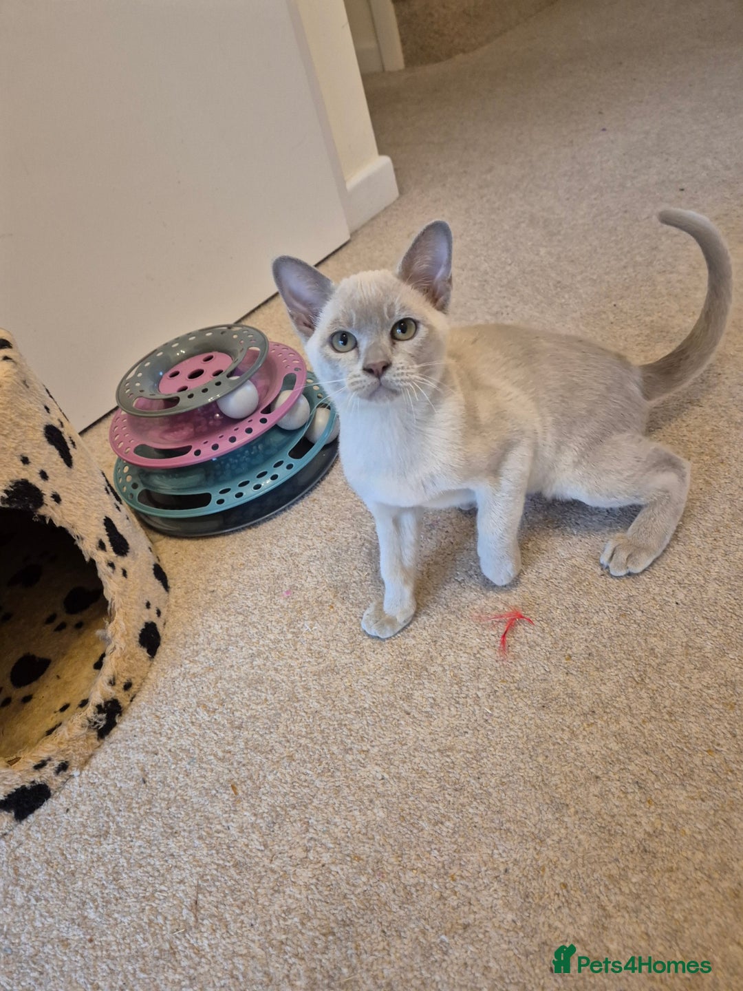 Burmese cats for sale: Beautiful Pedigree Burmese Kittens - Image 6