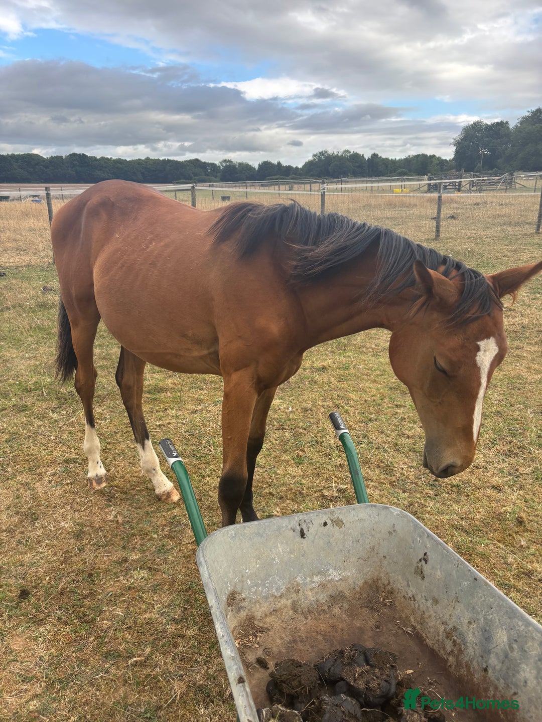 Connemara horses for sale: YEARLING FILLY BAMBI - Image 7