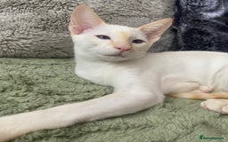 Siamese cats for sale: Flame point Siamese  - Image 1