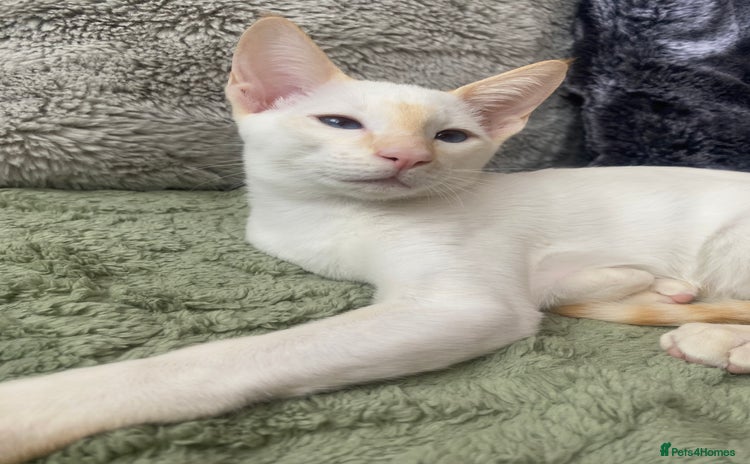 Siamese cats - Advert 1